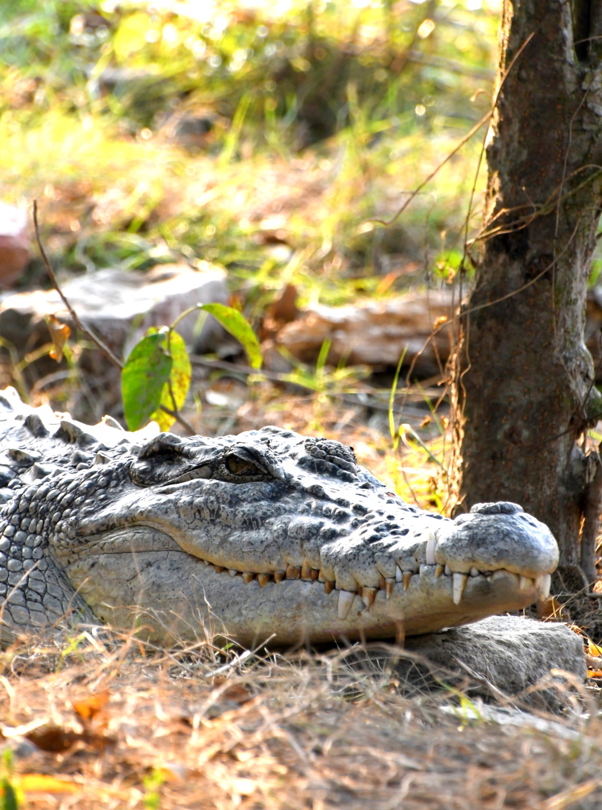 Enriching Biology excursion to the Sundarbans